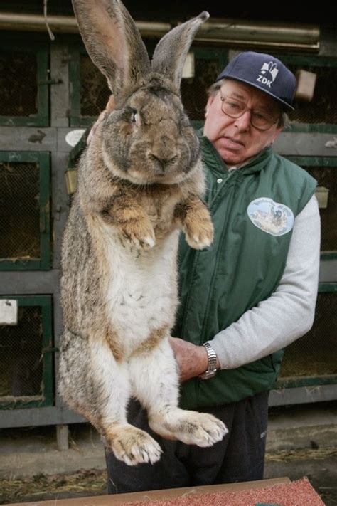 world's largest rabbit breed.